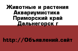 Животные и растения Аквариумистика. Приморский край,Дальнегорск г.